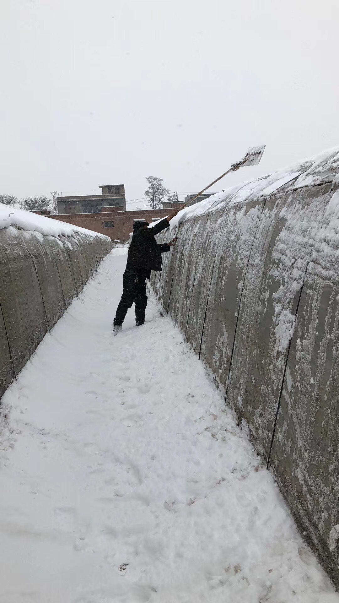 首页 温室大棚咨询 行业动态 遇到长时间的雪天,多天揭不开草苫或棉被